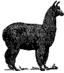 sheep clip art