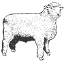 sheep clip art