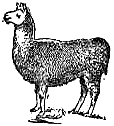 sheep clip art