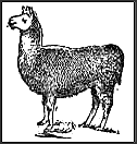 llama clip art