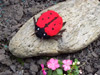 Lady Bird or Lady Bug Knitting Pattern